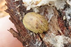 Paropsis atomaria