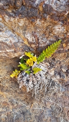 Asplenium decurrens