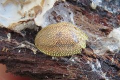 Paropsis atomaria