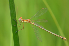 Lestes plagiatus