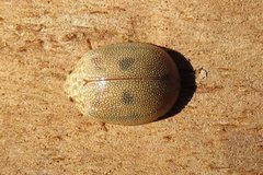 Paropsis atomaria