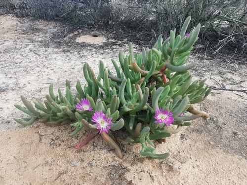 Carpobrotus modestus, photograph 4