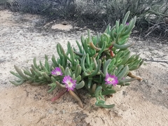 Carpobrotus modestus, photograph (c) Richard Camilleri, some rights reserved (CC BY)