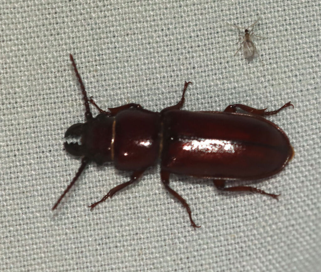 pole borer