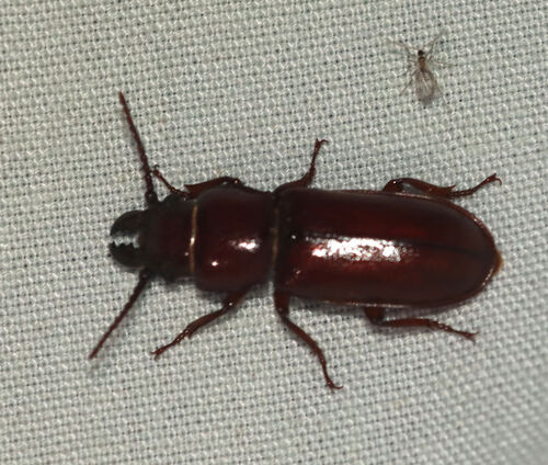 pole borer
