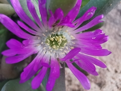 Carpobrotus modestus, photograph (c) Richard Camilleri, some rights reserved (CC BY)