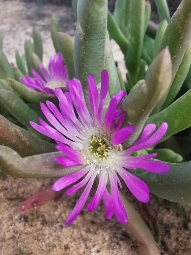 Carpobrotus modestus, photograph 6