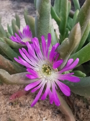 Carpobrotus modestus, photograph (c) Richard Camilleri, some rights reserved (CC BY)