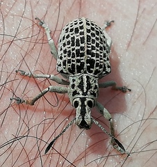 Cydianerus latruncularius