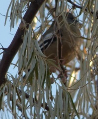 Coccothraustes vespertinus