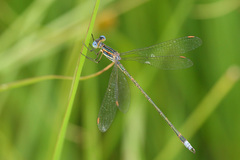 Lestes plagiatus