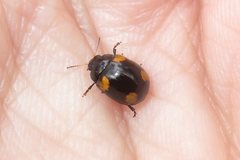 Peltoschema tetraspilotum