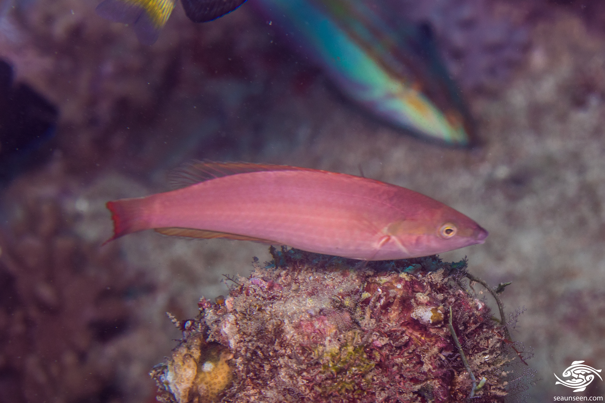 African Pencil Wrasse photo 4