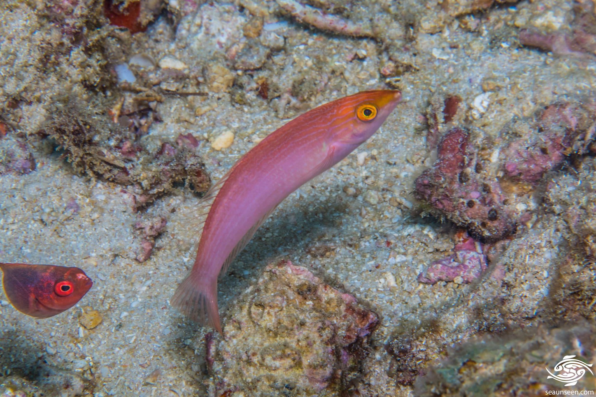 African Pencil Wrasse photo 5