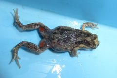 Uperoleia laevigata