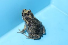 Uperoleia laevigata
