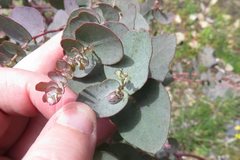 Paropsisterna m-fuscum