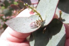 Paropsisterna m-fuscum