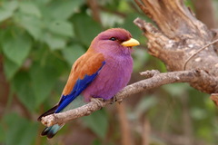 Eurystomus glaucurus