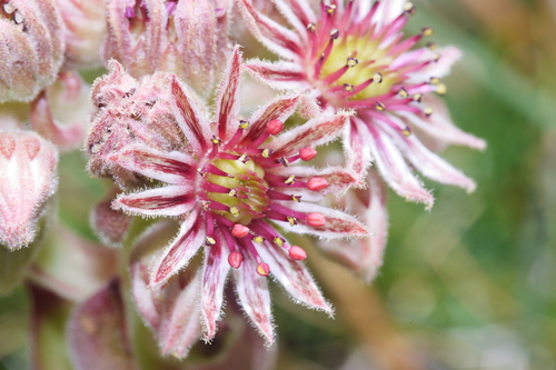 Sempervivum tectorum