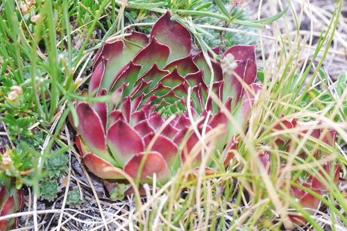 Sempervivum tectorum