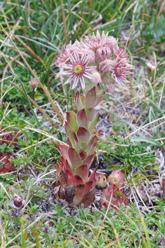 Sempervivum tectorum