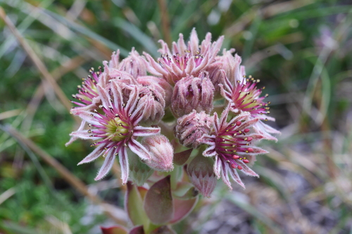 Sempervivum tectorum