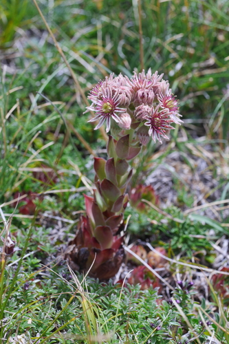 Sempervivum tectorum