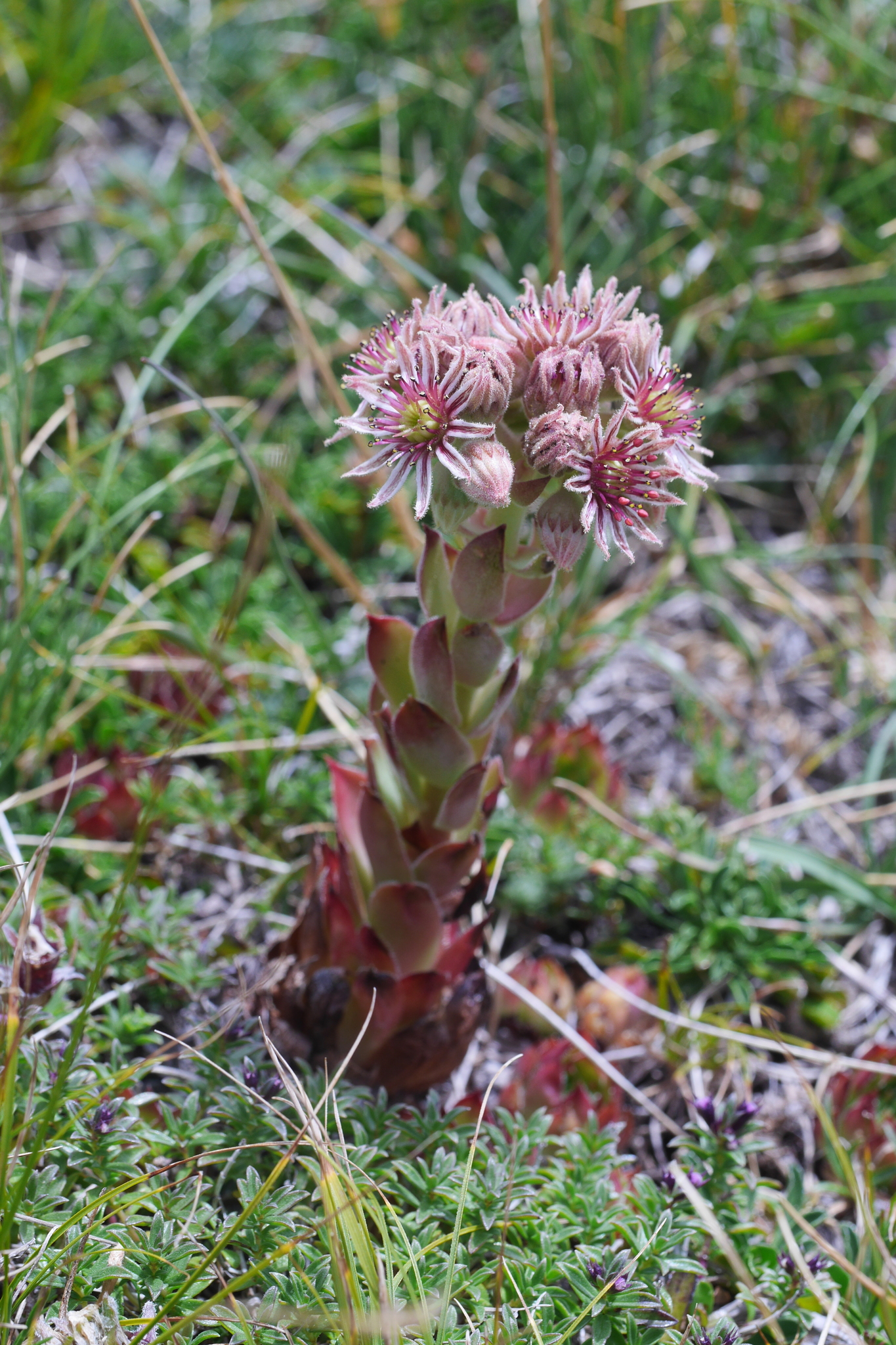 Sempervivum 'Jowan' 3