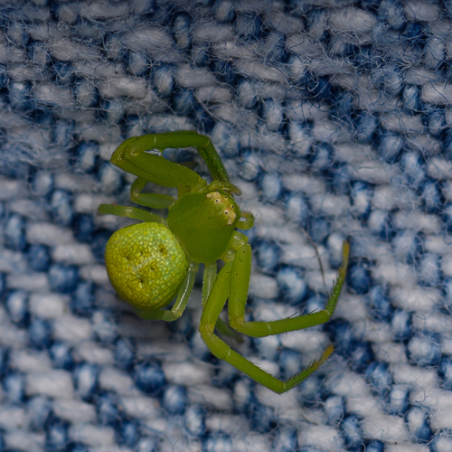 Tucker's Crab Spider