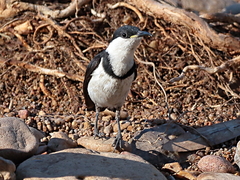 Cissomela pectoralis