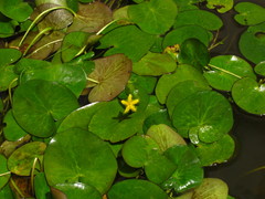 Nymphoides fallax