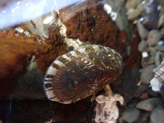 Sypharochiton sinclairi