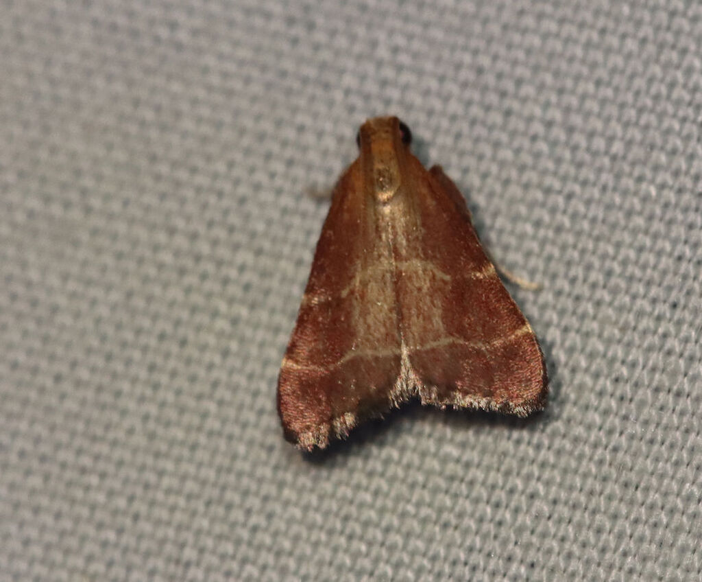 Posturing Arta Moth