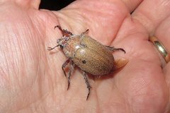 Anoplognathus velutinus