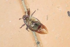 Anoplognathus velutinus