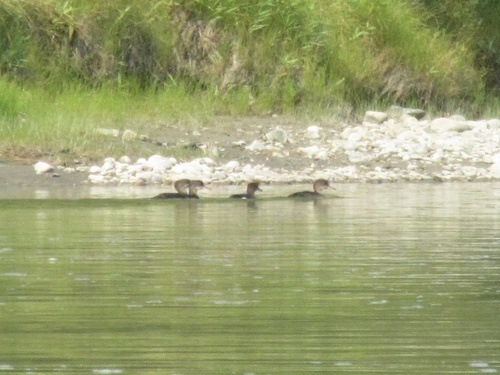 Hooded Merganser