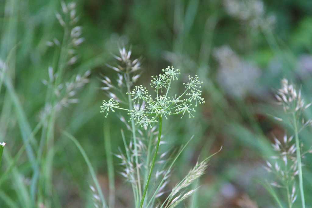 Peucedanum austriacum; photograph (c) Eric Knight, some rights reserved (CC BY)