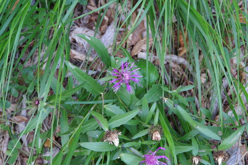 Rhaetian Knapweed (Centaurea rhaetica)