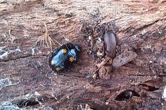 Paropsisterna octosignata