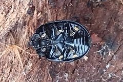 Paropsisterna octosignata