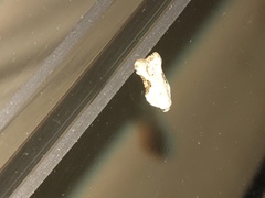 Acleris subnivana