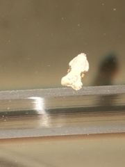 Acleris subnivana