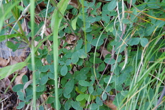 Cytisus emeriflorus, photograph Eric Knight, CC BY, iNaturalist via GBIF