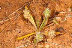 Plantago bellardii