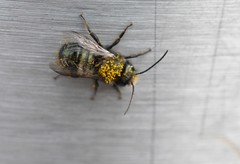 Osmia lignaria propinqua