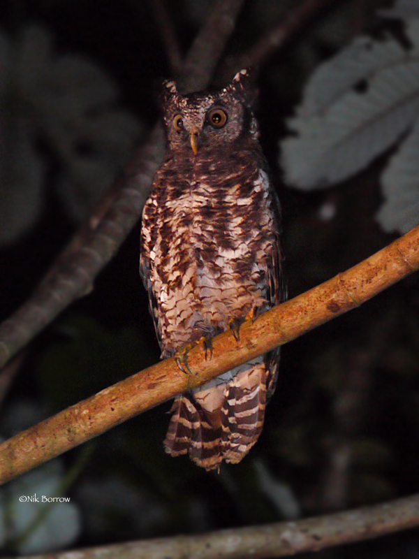 Akun Eagle-Owl photo