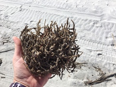 Clathria prolifera