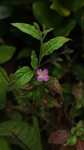rose evening primrose