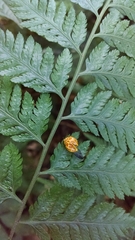 Neda tredecimsignata